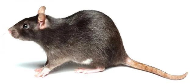 Ixch'o'