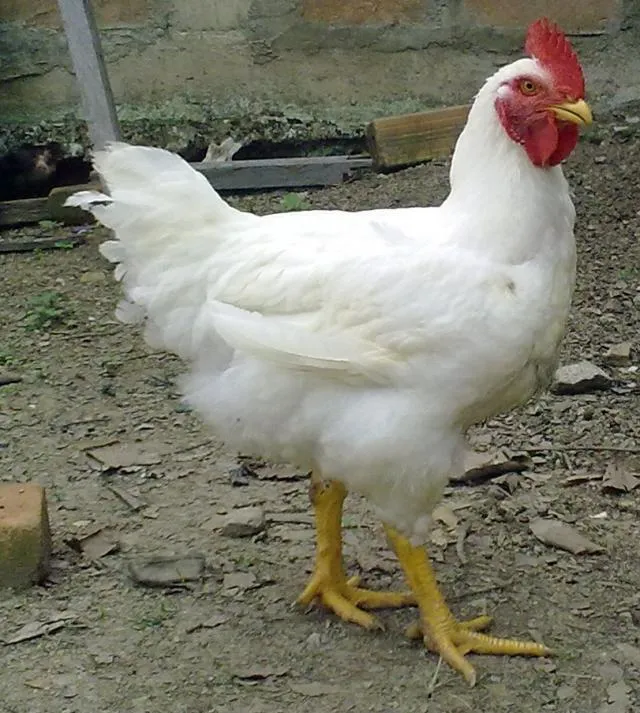 Ajkax