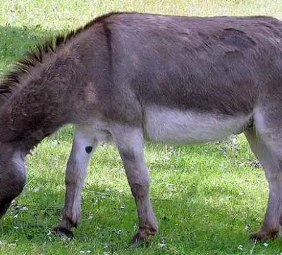 Ajmejen tz'imin
