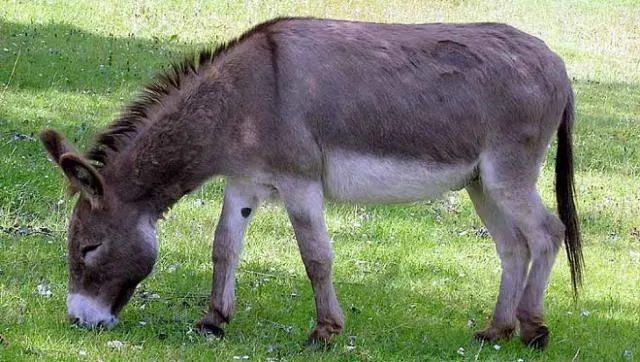 Ajmejen tz'imin
