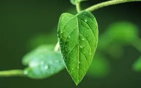 Le'