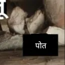 पोत
