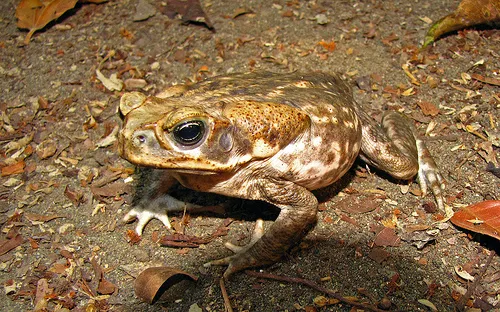 kairu
