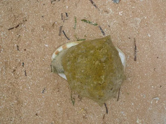 kamu