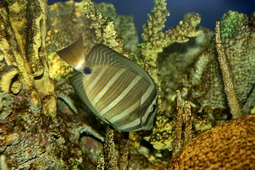 gili-uu