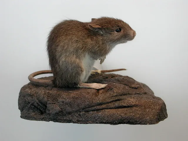 gimo budi