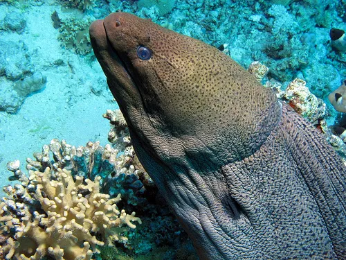 hau-gili-awa