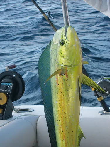 mahimahi
