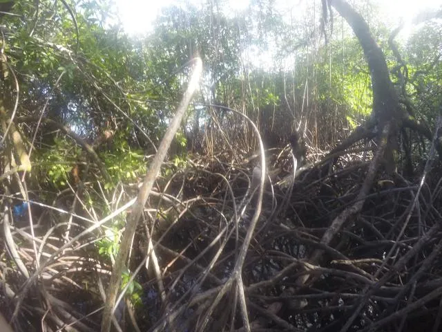 naniaga