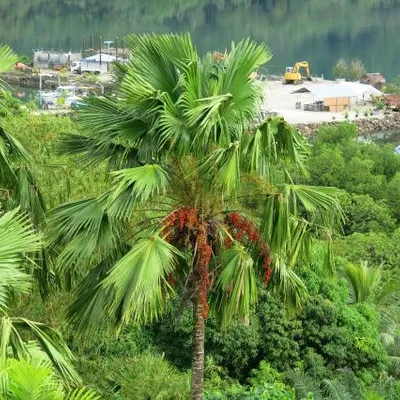 lagau duduia
