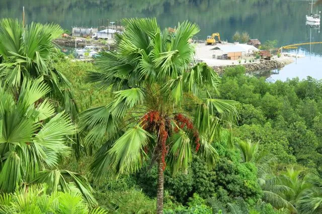 lagau duduia