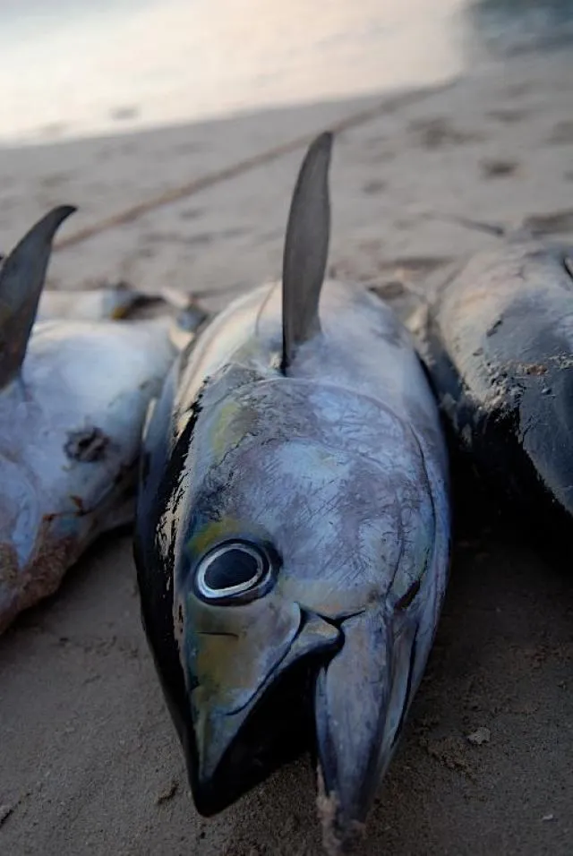 dagua