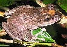 kairu