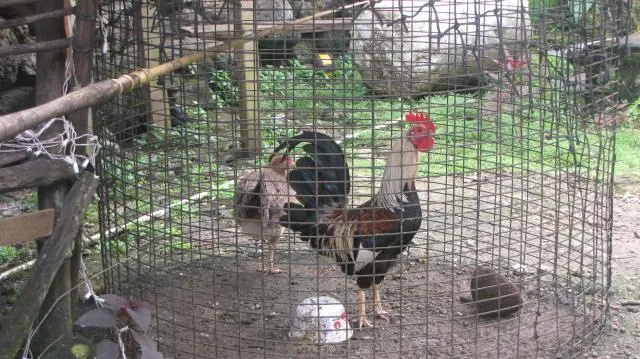 cockgalegoo