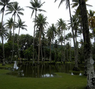 madapua