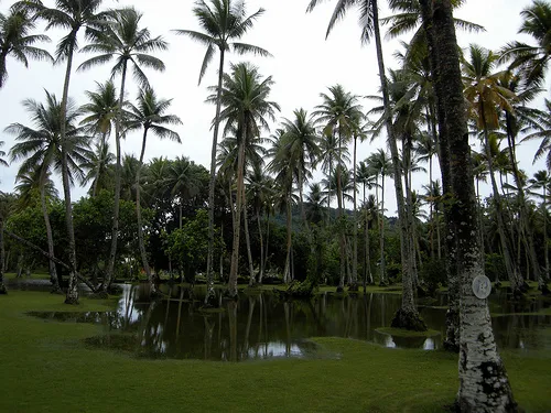 madapua