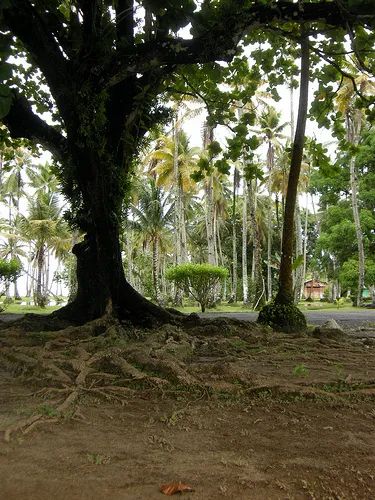 ngaadi