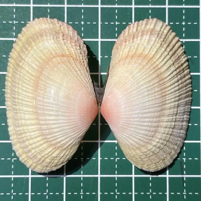 pipi