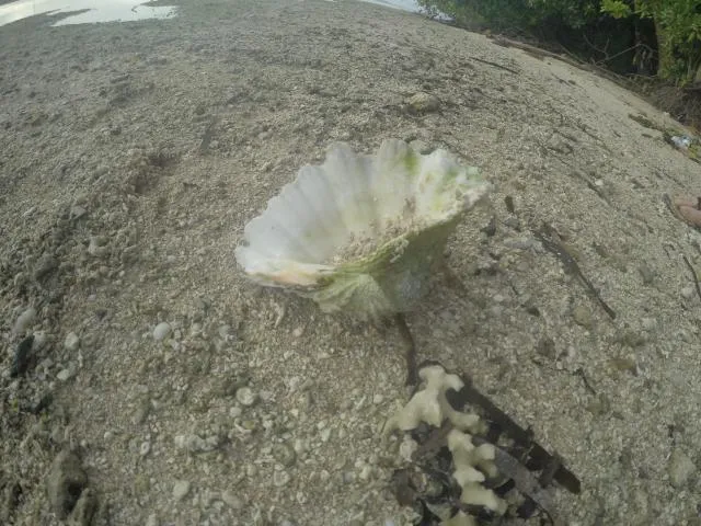 baahu