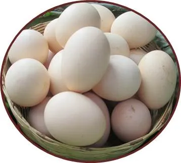 Saqmolo'
