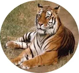B'alam