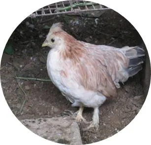 Äk'