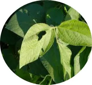 Ruxaq