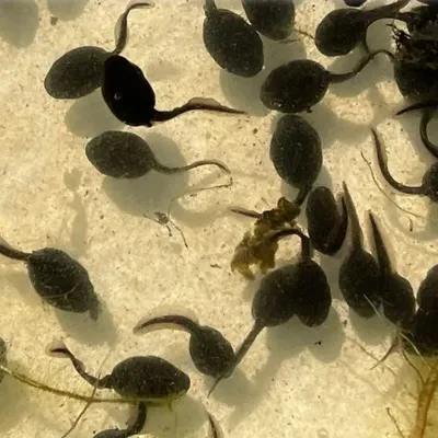 kidudula