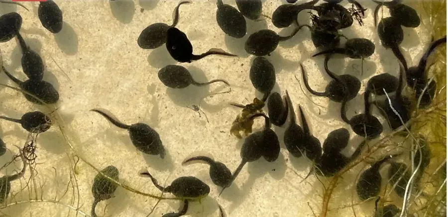 kidudula