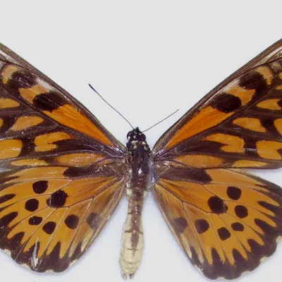 mbalavala