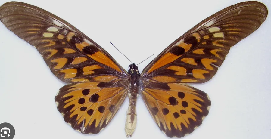 mbalavala