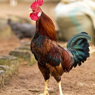 nzogolo