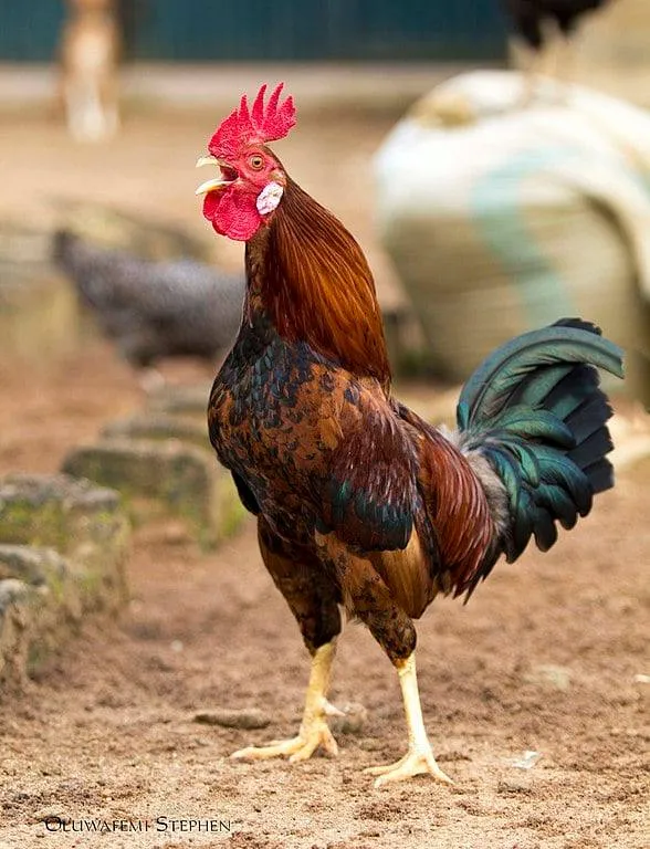 nzogolo