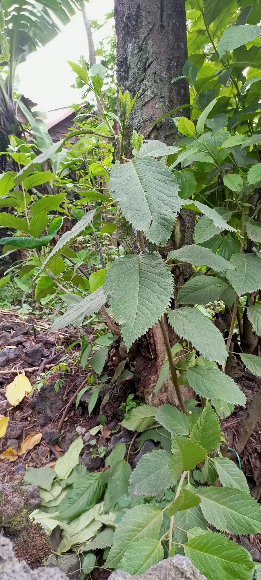 Muhanga