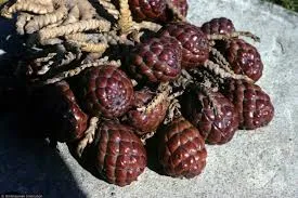 ngǎli