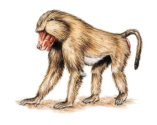 Kiǒxu