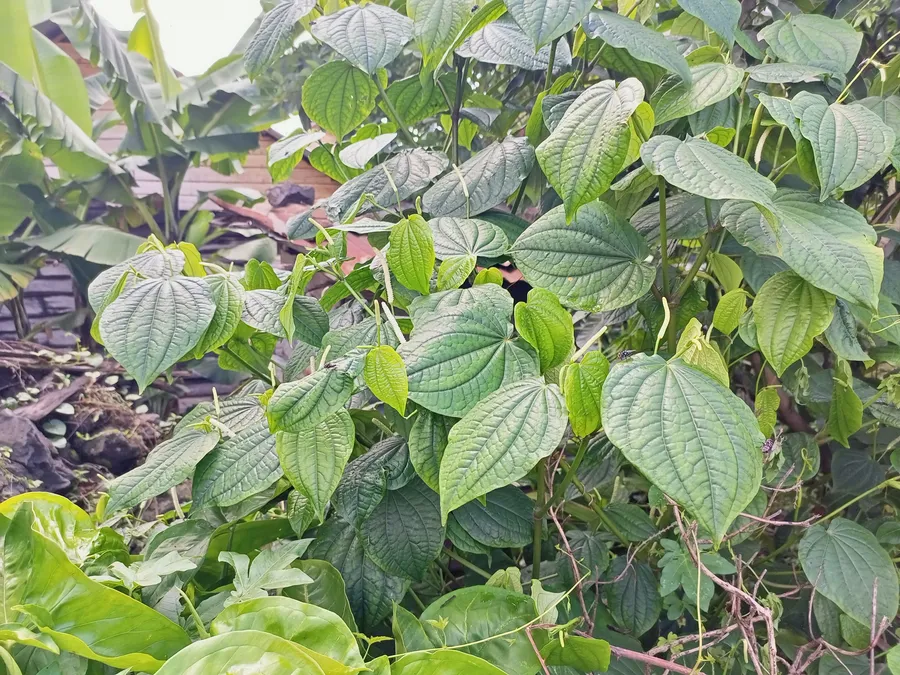 Lutúmbitumbi/Matumbitumbi