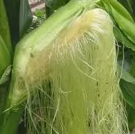 bufule