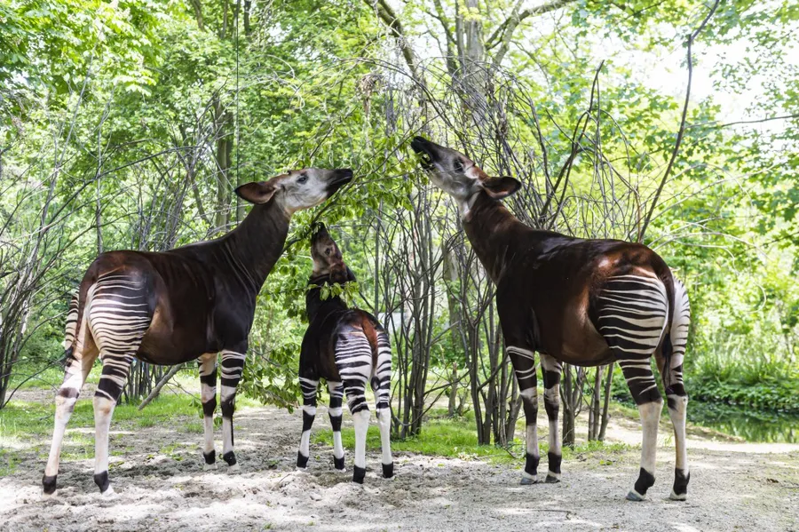 okapi