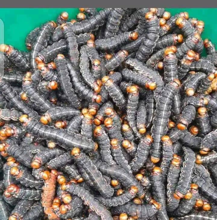 mungu / myugu