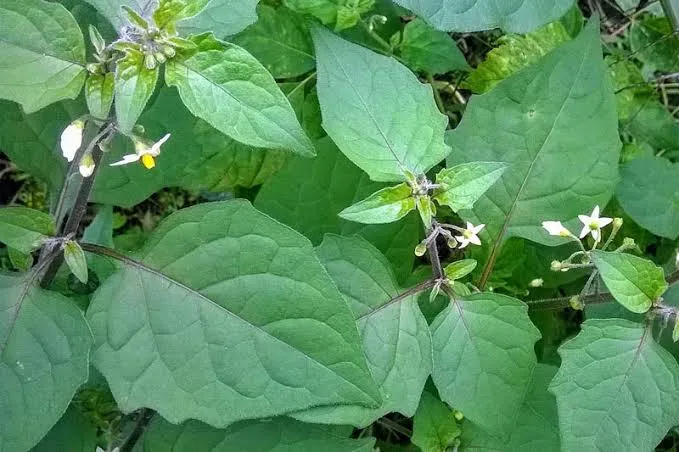 nyaliri