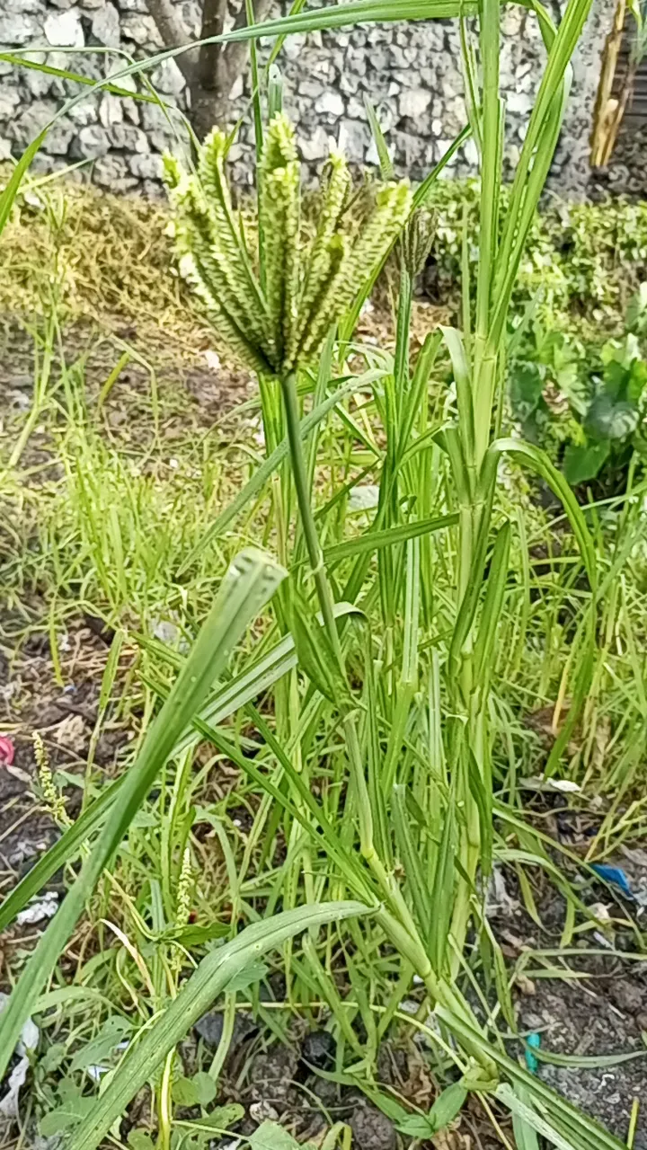 kikumba/bikumba.