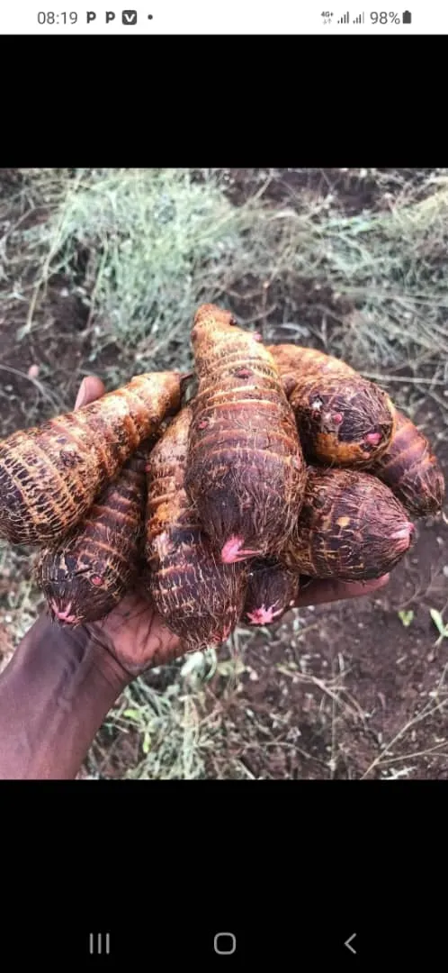 Kiwaya