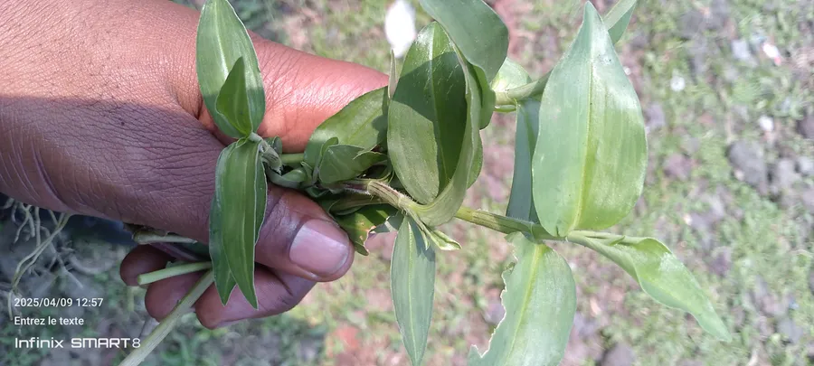 ndecha