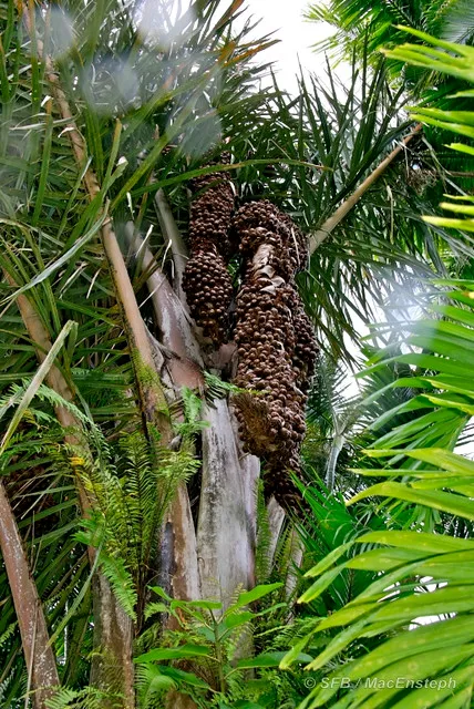 kibondo / bibondo