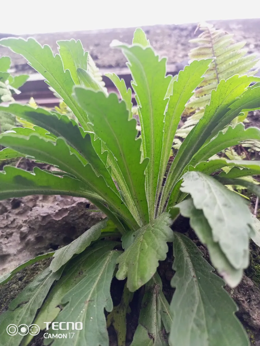 katabátaba