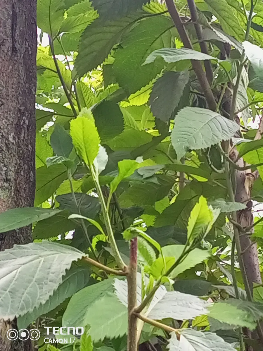 muhanga /  mihanga