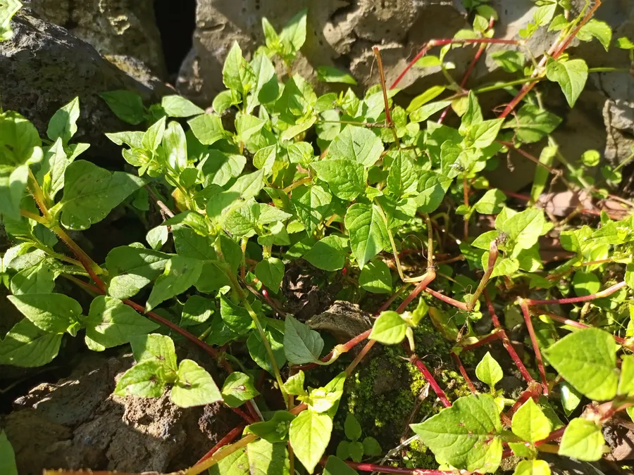 malenge má ngwǎle