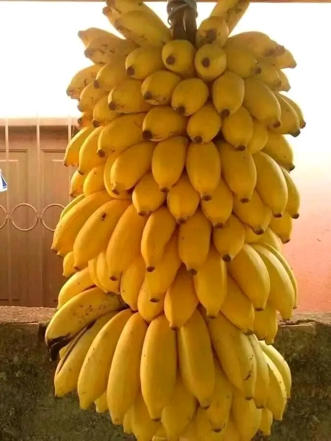 Kamara, kamaramasenge