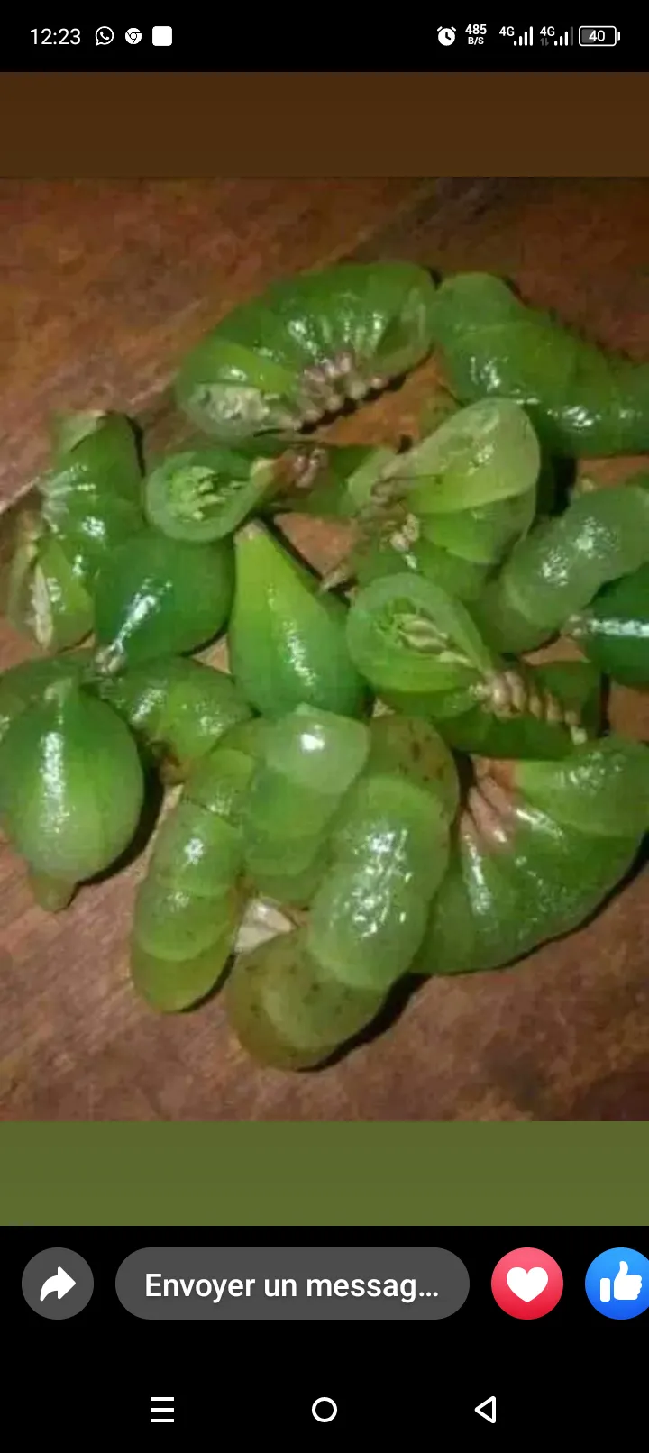 ndôndo, ndóndoli